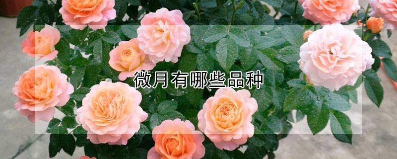 微月有哪些品种