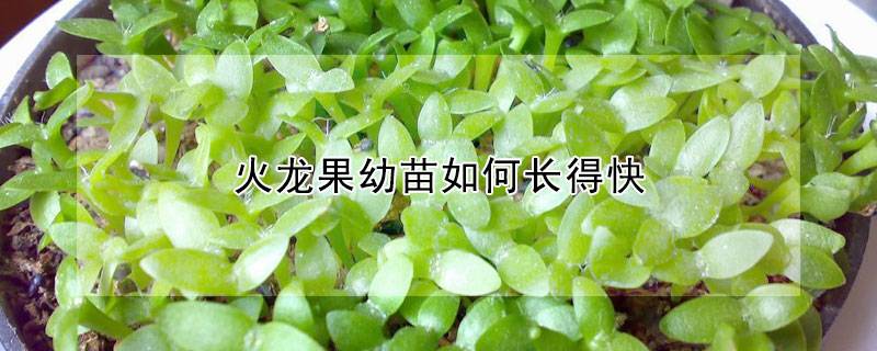 火龙果幼苗如何长得快