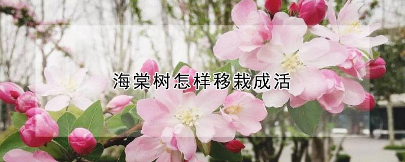 海棠树怎样移栽成活