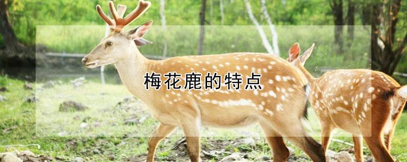 梅花鹿的特点