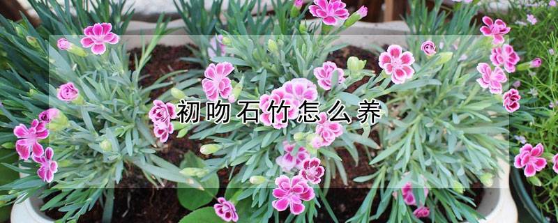 初吻石竹怎么养