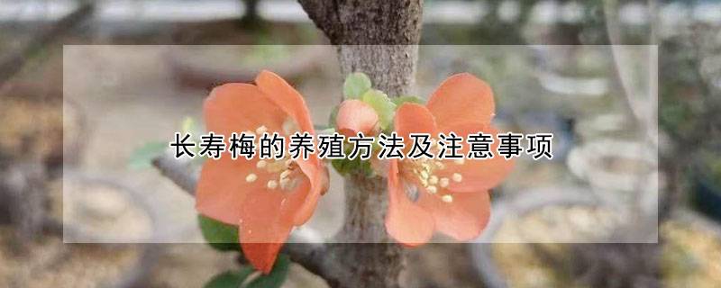 长寿梅的养殖方法及注意事项