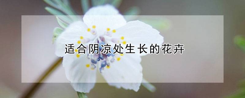 适合阴凉处生长的花卉