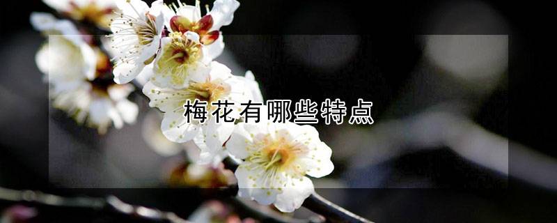 梅花有哪些特点