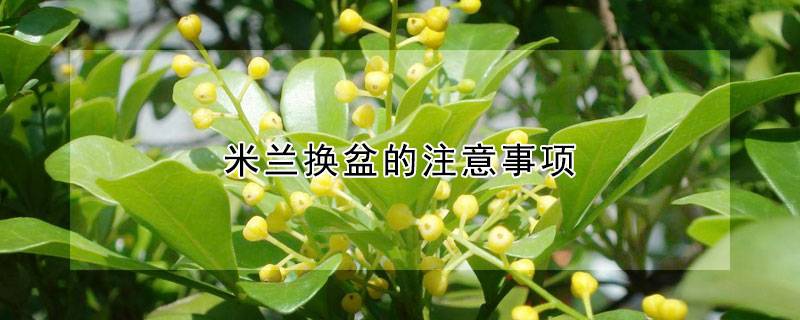 米兰换盆的注意事项