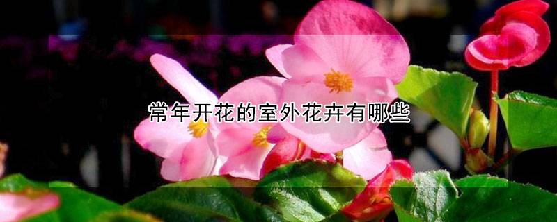 常年开花的室外花卉有哪些