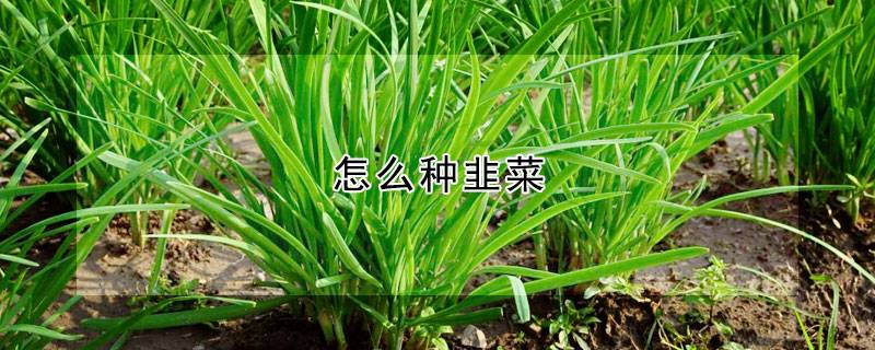 怎么种韭菜