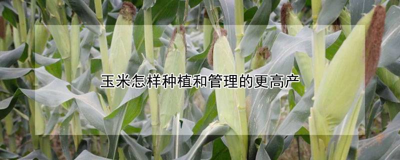 玉米怎样种植和管理的更高产