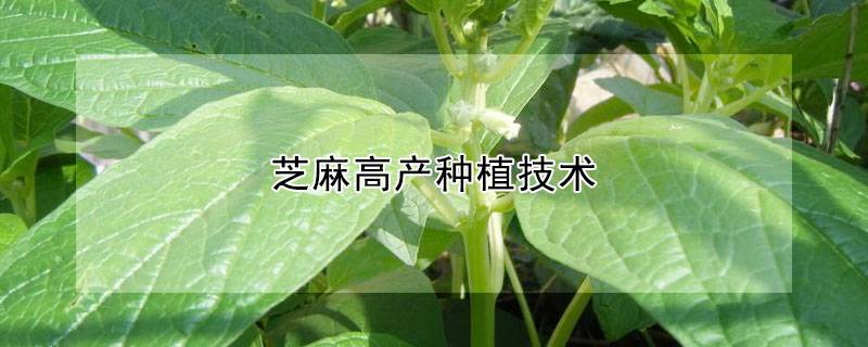 芝麻高产种植技术