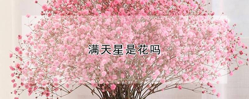 满天星是花吗
