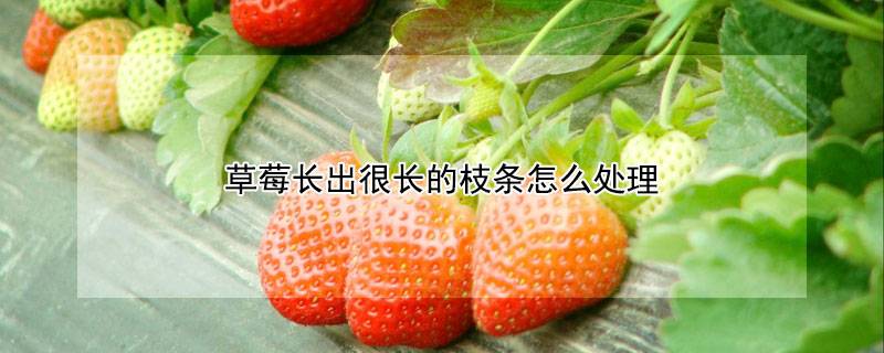 草莓长出很长的枝条怎么处理