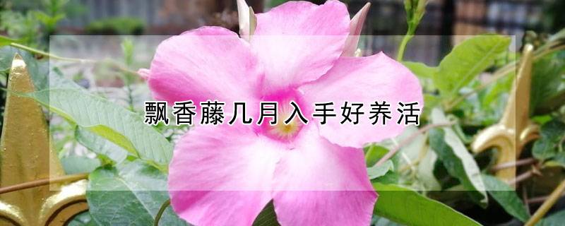 飘香藤几月入手好养活