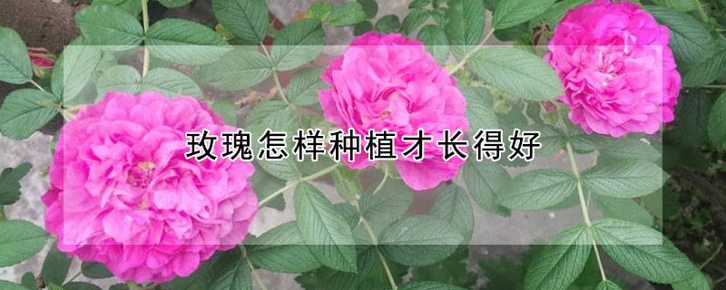 玫瑰怎样种植才长得好