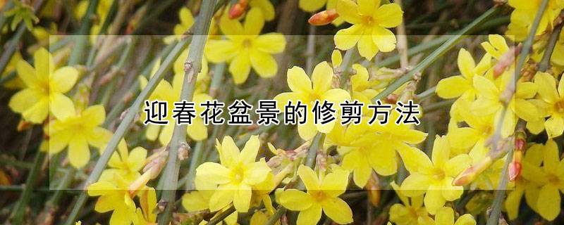 迎春花盆景的修剪方法