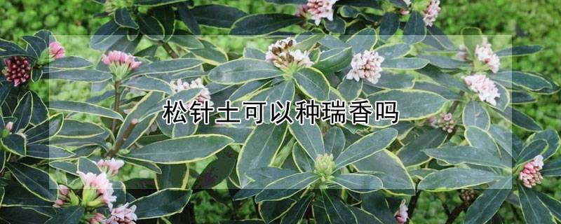 松针土可以种瑞香吗