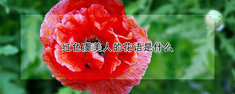红色虞美人的花语是什么
