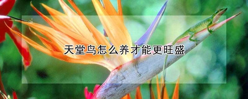 天堂鸟怎么养才能更旺盛