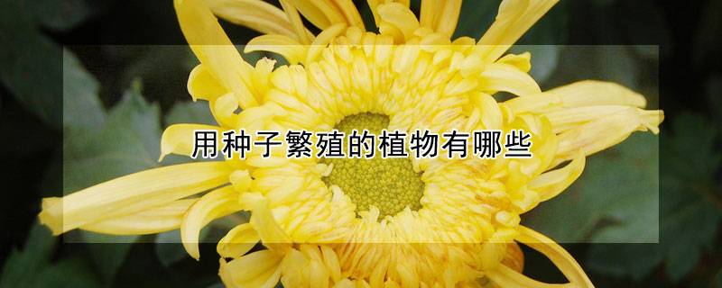 用种子繁殖的植物有哪些