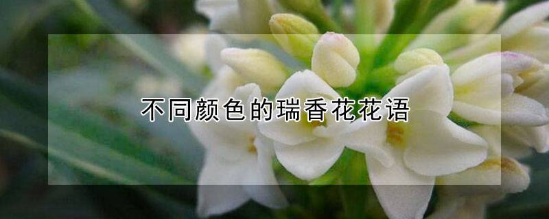 不同颜色的瑞香花花语