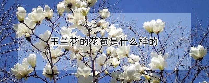 玉兰花的花苞是什么样的