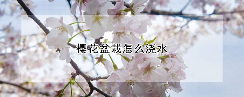 樱花盆栽怎么浇水