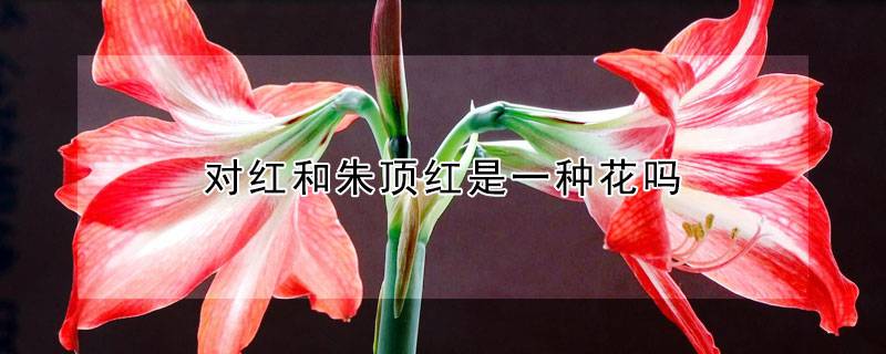对红和朱顶红是一种花吗
