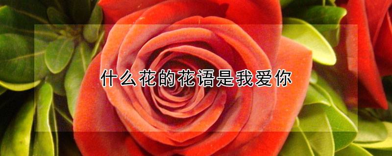 什么花的花语是我爱你