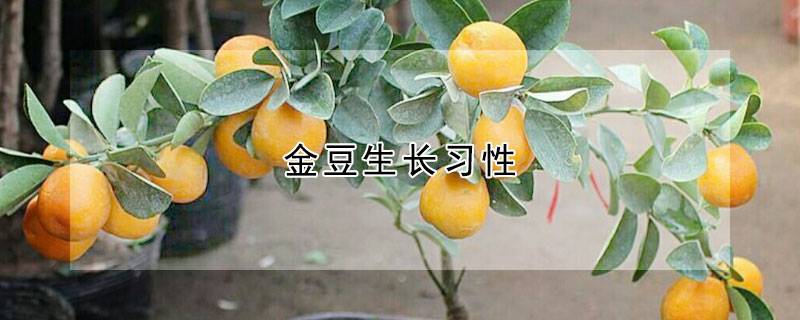 金豆生长习性