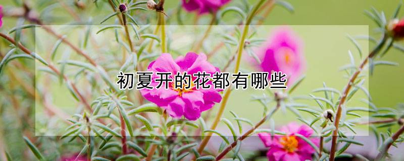 初夏开的花都有哪些