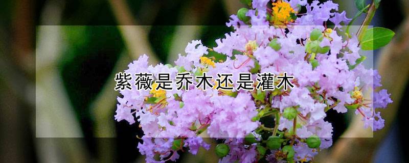 紫薇是乔木还是灌木
