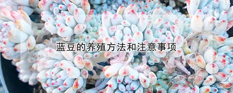 蓝豆的养殖方法和注意事项