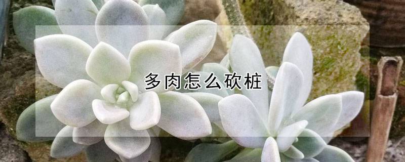 多肉怎么砍桩