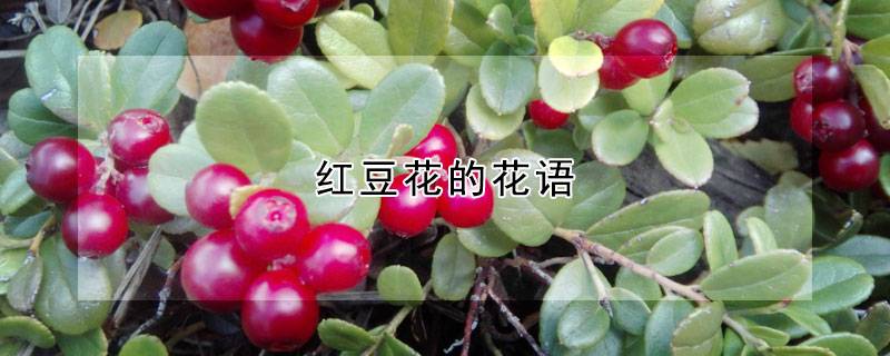 红豆花的花语