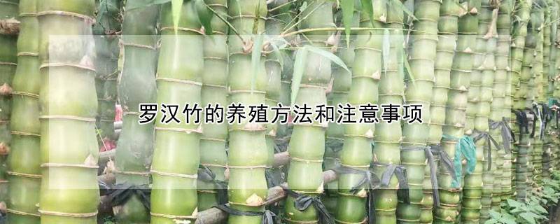 罗汉竹的养殖方法和注意事项