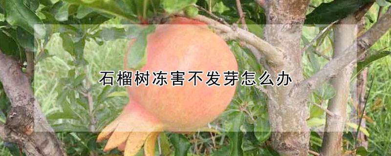 石榴树冻害不发芽怎么办