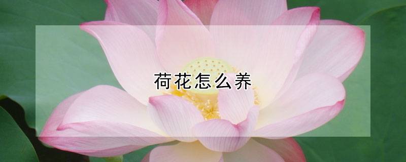 荷花怎么养