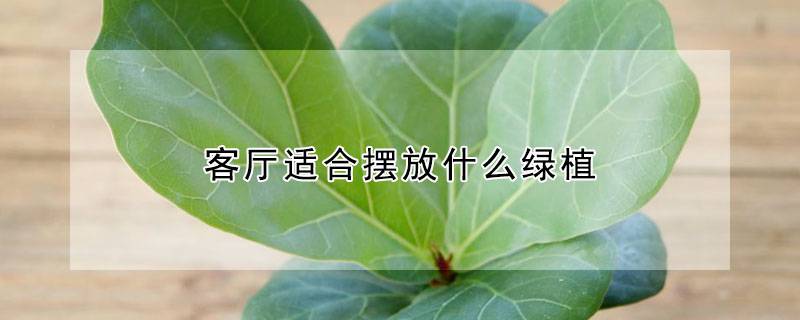 客厅适合摆放什么绿植