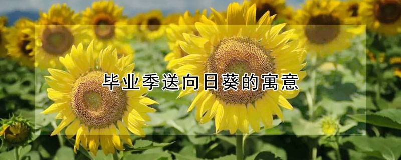 毕业季送向日葵的寓意