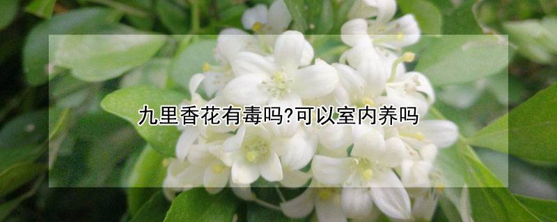 九里香花有毒吗?可以室内养吗
