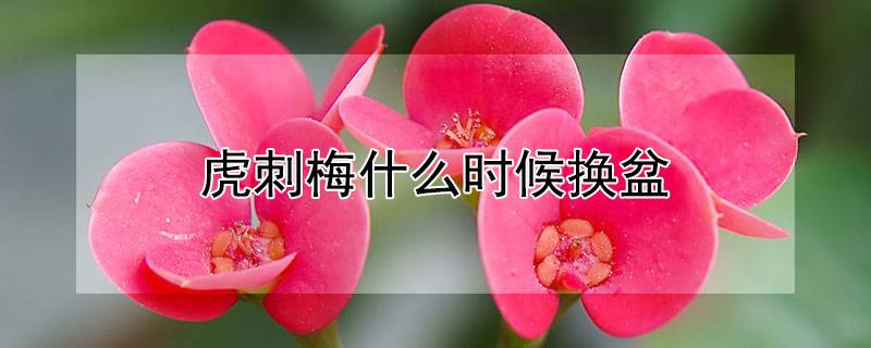 虎刺梅什么时候换盆