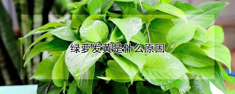 绿萝发黄是什么原因