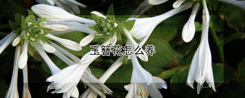 玉簪花怎么养
