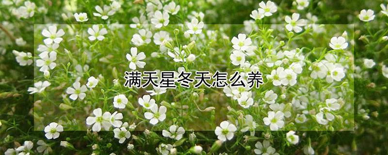 满天星冬天怎么养