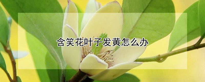 含笑花叶子发黄怎么办