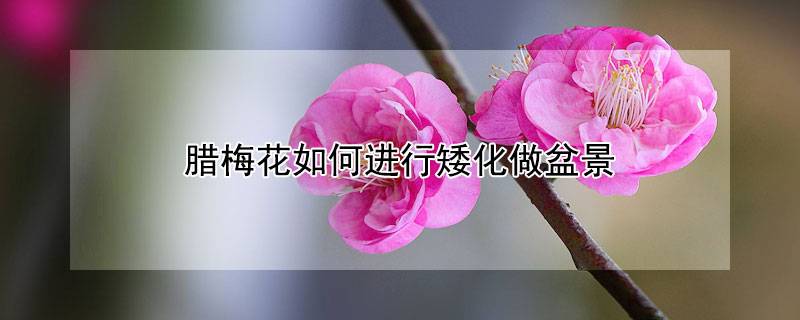 腊梅花如何进行矮化做盆景