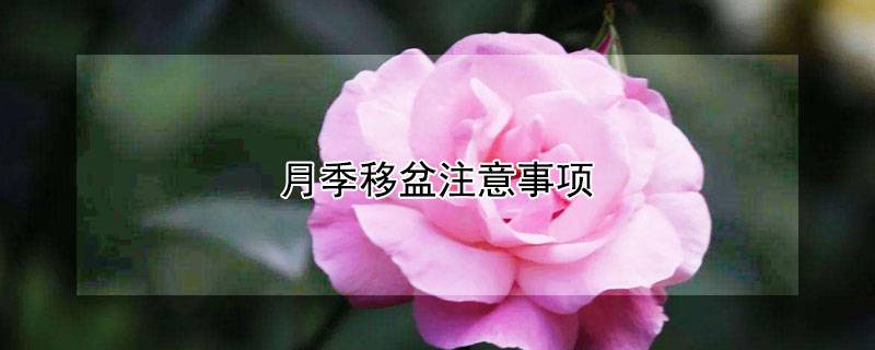 月季移盆注意事项