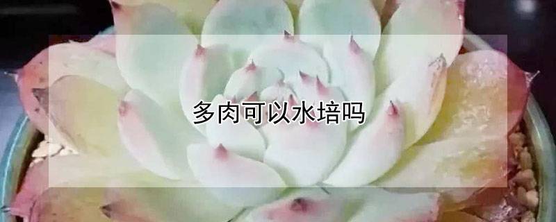 多肉可以水培吗