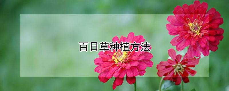 百日草种植方法