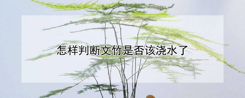 怎样判断文竹是否该浇水了