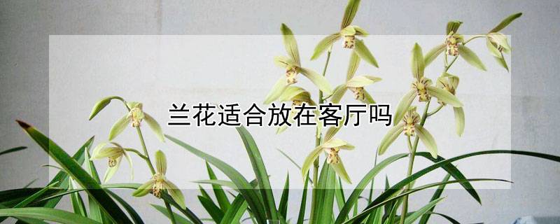 兰花适合放在客厅吗